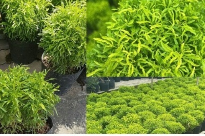 Cây “sâm của người nghèo” được ví như “thần giữ của”