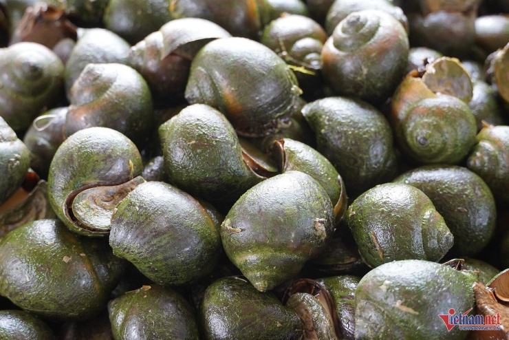 Ốc bươu đen thương phẩm có thời điểm lên đến 100.000 đồng/kg. Ảnh: T.T