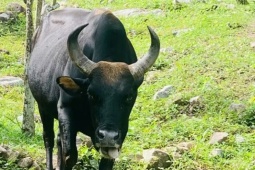 Tận thấy đàn bò tót lai quý hiếm ở Khánh Hòa