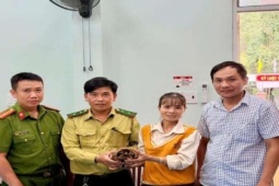 Tình cờ "chạm mặt" rùa núi vàng quý hiếm, nặng 1,4kg, người phụ nữ ở Bình Định cũ, nay là Gia Lai giao ngay công an