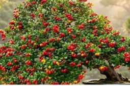 3 cây cảnh lá xanh quả đỏ từ bờ bụi thành bonsai tiền triệu
