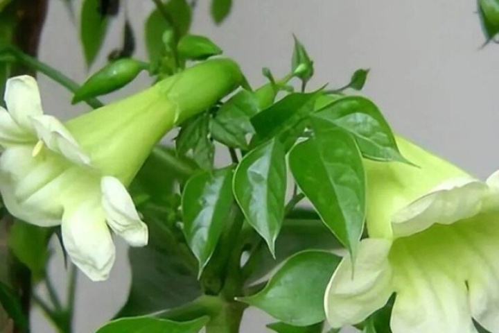 Cây hạnh phúc nở hoa báo hiệu điều gì? Mệnh nào trồng để lộc đổ về nhà?