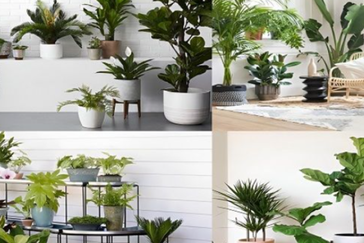 Nhà thiếu nắng nên trồng loại cây này, vị trí vàng giúp cây xanh tươi, gia chủ ngủ ngon mỗi đêm