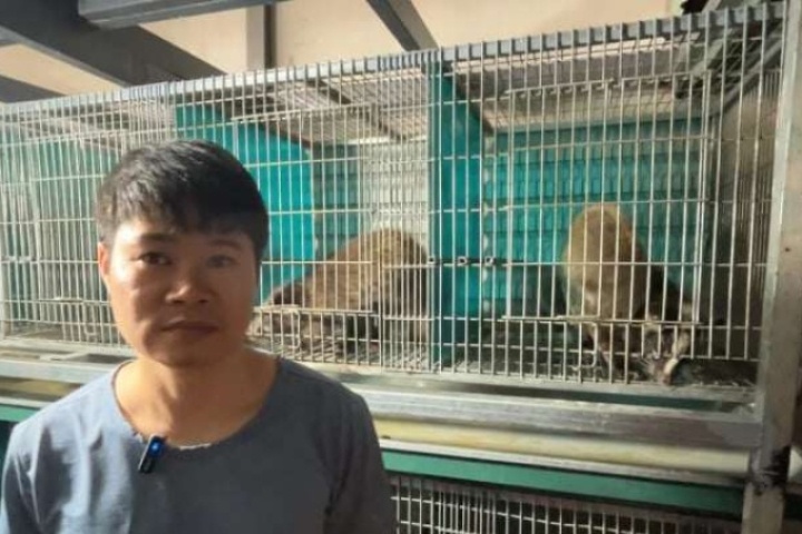 Tận dụng diện tích chăn nuôi nhỏ, anh nông dân Lạng Sơn nuôi con thích ăn hoa quả, chuối tây