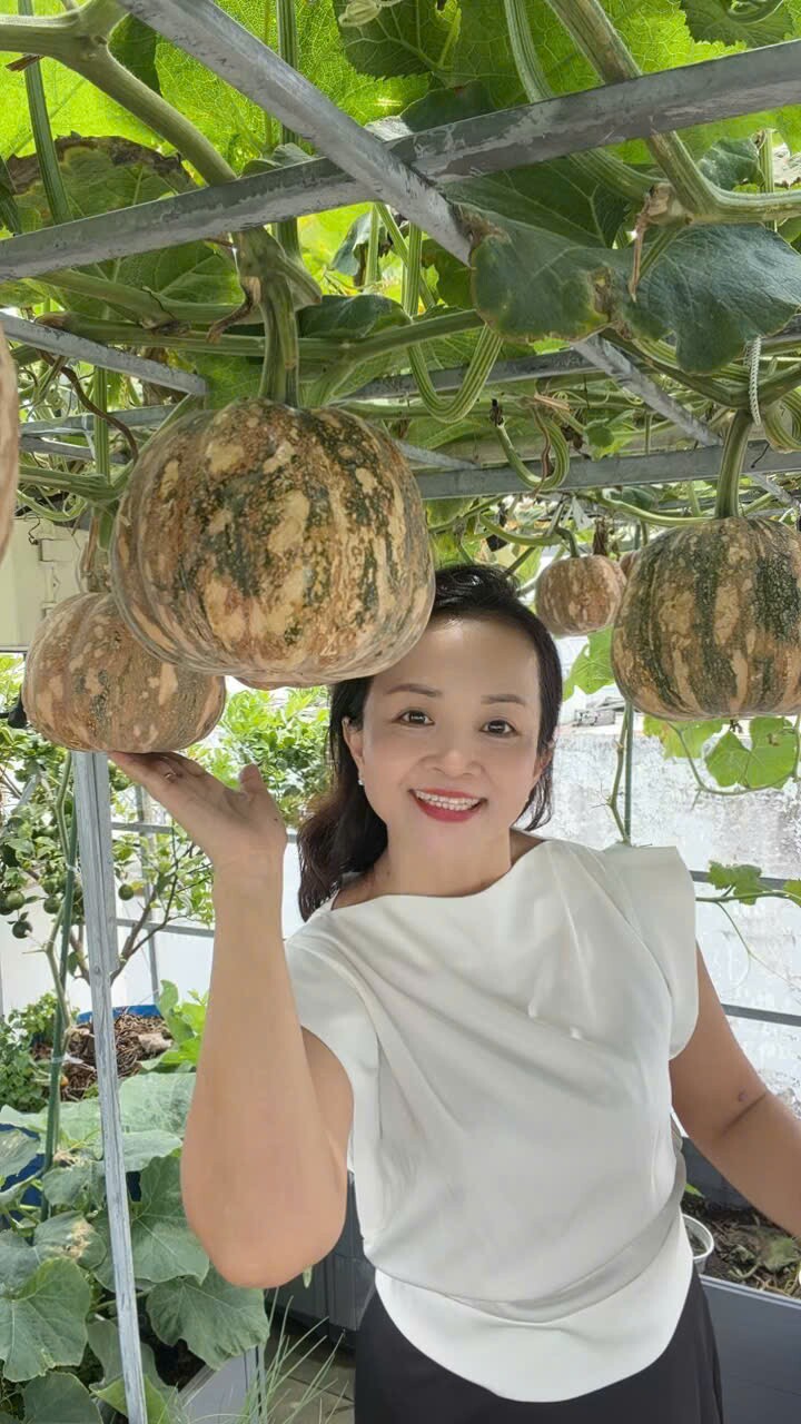 Giữa tháng 9, chị Trần Thị Tuyết Nhung, 50 tuổi, cùng các con lên sân thượng căn nhà 4 tầng ở phường Bình Trị Đông, TP HCM, thu hoạch giàn bí đỏ trĩu quả.
