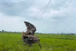 Nghệ An đồng loạt ra quân tháo dỡ lưới, bẫy và các thiết bị dẫn dụ chim trời