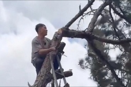 Vì sao chặt thông trong vườn nhà bị phạt 35 triệu đồng?