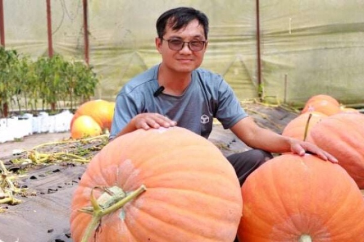 Trồng giống bí ngô (bí đỏ) nhập khẩu từ Mỹ, sau 4 tháng anh nông dân Lâm Đồng thu 250 triệu, toàn quả khổng lồ