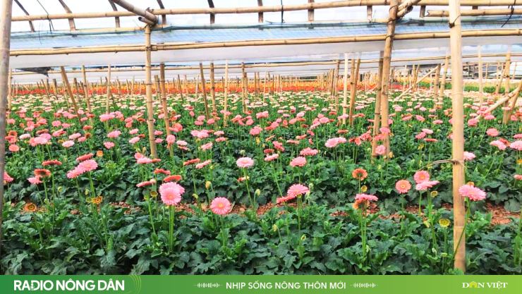 Một góc vườn trồng hoa đồng tiền của ông Bùi Văn Khá (xã Đan Phượng, TP Hà Nội). Ảnh: Kiều Tâm, Bùi Khá.