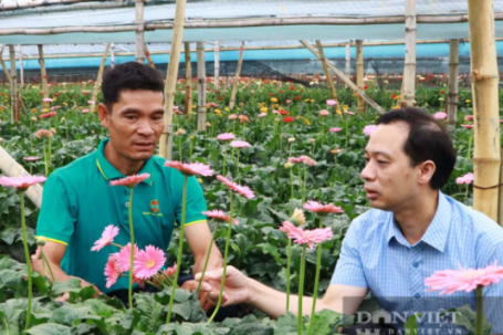 Người nông dân viết giấc mơ tiền tỷ bằng… hoa đồng tiền