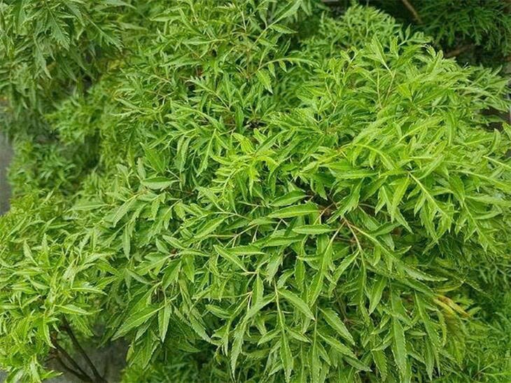 Đinh lăng vừa được dùng làm rau gia vị, cây cảnh vừa được sử dụng trong y học cổ truyền