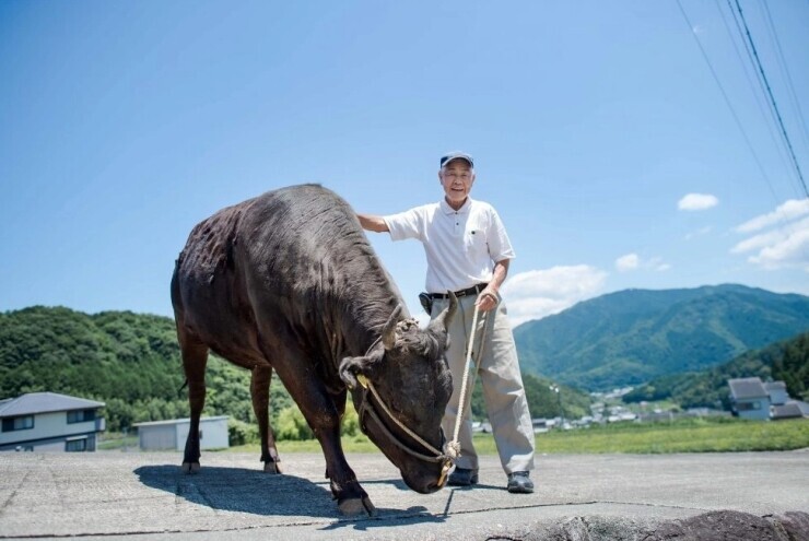 Cách người Nhật nuôi 'nữ hoàng bò Wagyu'