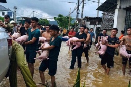 Hàng chục người 'giải cứu' đàn lợn ra khỏi dòng nước lũ