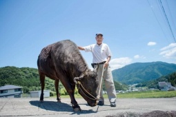 Cách người Nhật nuôi 'nữ hoàng bò Wagyu'