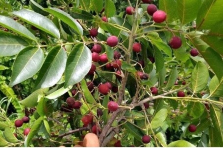 Độc đáo quả da đá ở Khánh Hòa, giá khá bình dân
