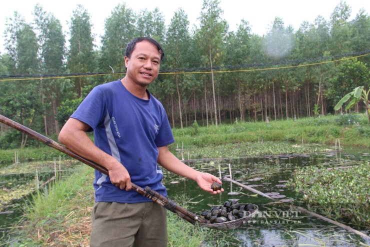 Ngay ở lứa đầu tiên nuôi ốc nhồi anh Định đã thành công đem về hiệu quả kinh tế khá. Ảnh: Hoàng Tính