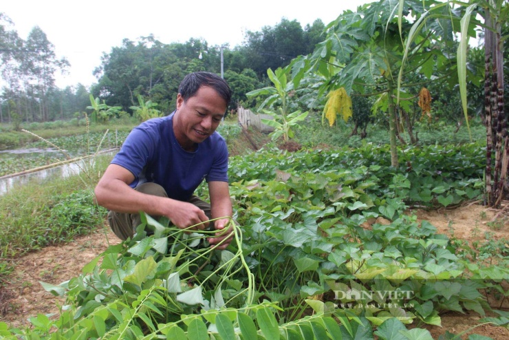 Tận dụng diện tích đất vườn để trồng sắn, khoai lang... làm thức ăn xanh cho ốc nhồi. Ảnh: Hoàng Tính