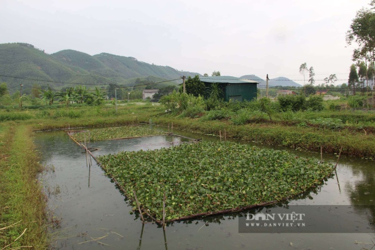 Ngay ở lứa thứ 2, anh Định đã hoàn thiện quy trình ấp trứng ốc để giảm giá thành trong chăn nuôi. Ảnh: Hoàng Tính