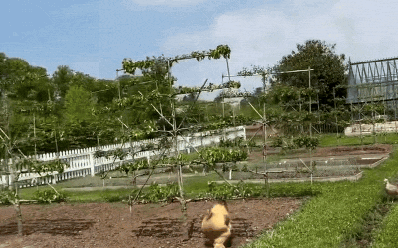 Nhìn đàn gà thong thả đi lại giữa khoảng sân xanh, người ta dễ hình dung một nhịp sống rất khác phía sau những hình ảnh hào nhoáng thường thấy của gia đình Beckham. Một ngày ở điền trang có thể không chỉ là những buổi tập thể thao hay những cuộc gặp gỡ sang trọng, mà còn có những khoảnh khắc rất bình thường như chăm sóc cây cối, vật nuôi và tận hưởng không gian ngoài trời. Phụ Nữ Mới thông tin.