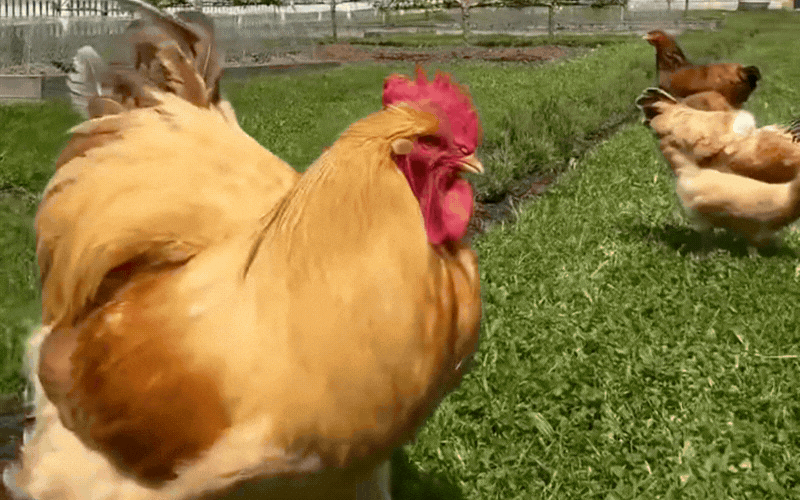 Có lẽ chính những chi tiết giản dị như vậy lại khiến cuộc sống của các gia đình nổi tiếng trở nên thú vị hơn. Bởi phía sau những biệt thự, trang phục đắt tiền hay những chuyến du lịch xa hoa, họ vẫn có thể tìm thấy niềm vui từ những điều rất đỗi quen thuộc.