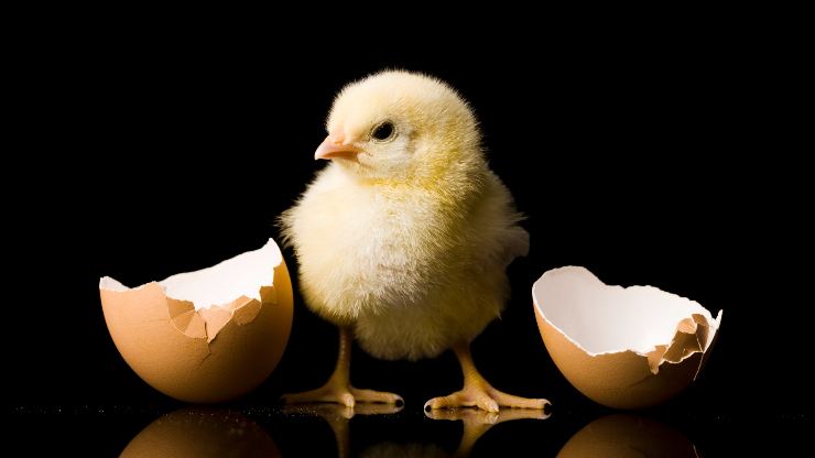 Giải mã được câu hỏi hàng ngàn năm về con gà và quả trứng.