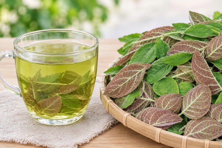 Uống nước lá mơ lông sống mỗi ngày với số lượng lớn có thể làm tổn thương tỳ vị. Ảnh: AI.