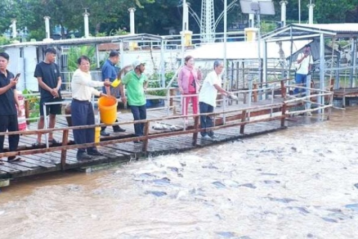 Một đàn cá khổng lồ xuất hiện trên dòng sông Tiền ở Đồng Tháp, toàn con to bự, người ta đang đến xem