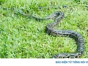 Người dân ở Nghệ An giao nộp cá thể trăn nặng 5kg
