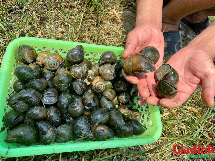 Ốc bươu đen sau khi thu hoạch được phân loại, đóng bao chờ thương lái đến thu mua. Ảnh: Song Hoàng