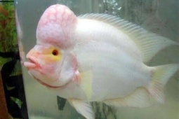Loài cá phong thủy nuôi trong nhà giúp gia chủ có sự nghiệp thăng hoa, tài lộc nở rộ