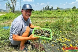 Làng nuôi ốc bươu đen thu hàng chục tỷ đồng mỗi năm ở Nghệ An