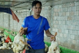 60.000 con gà, vịt chết sau lũ, chủ trang trại ở Thanh Hoá thiệt hại tới 10 tỷ đồng