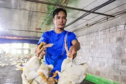 60.000 con gà, vịt chết ngạt sau lũ, chủ trang trại xin ngân hàng giãn nợ