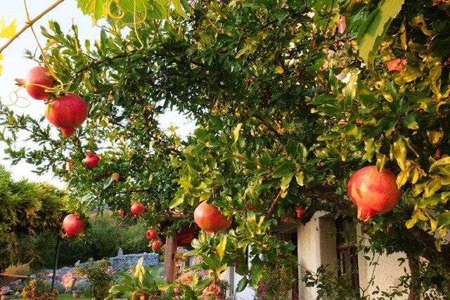 Những quả lựu đỏ lúc lỉu còn có ý nghĩa mang lại sự may mắn, tài lộc.