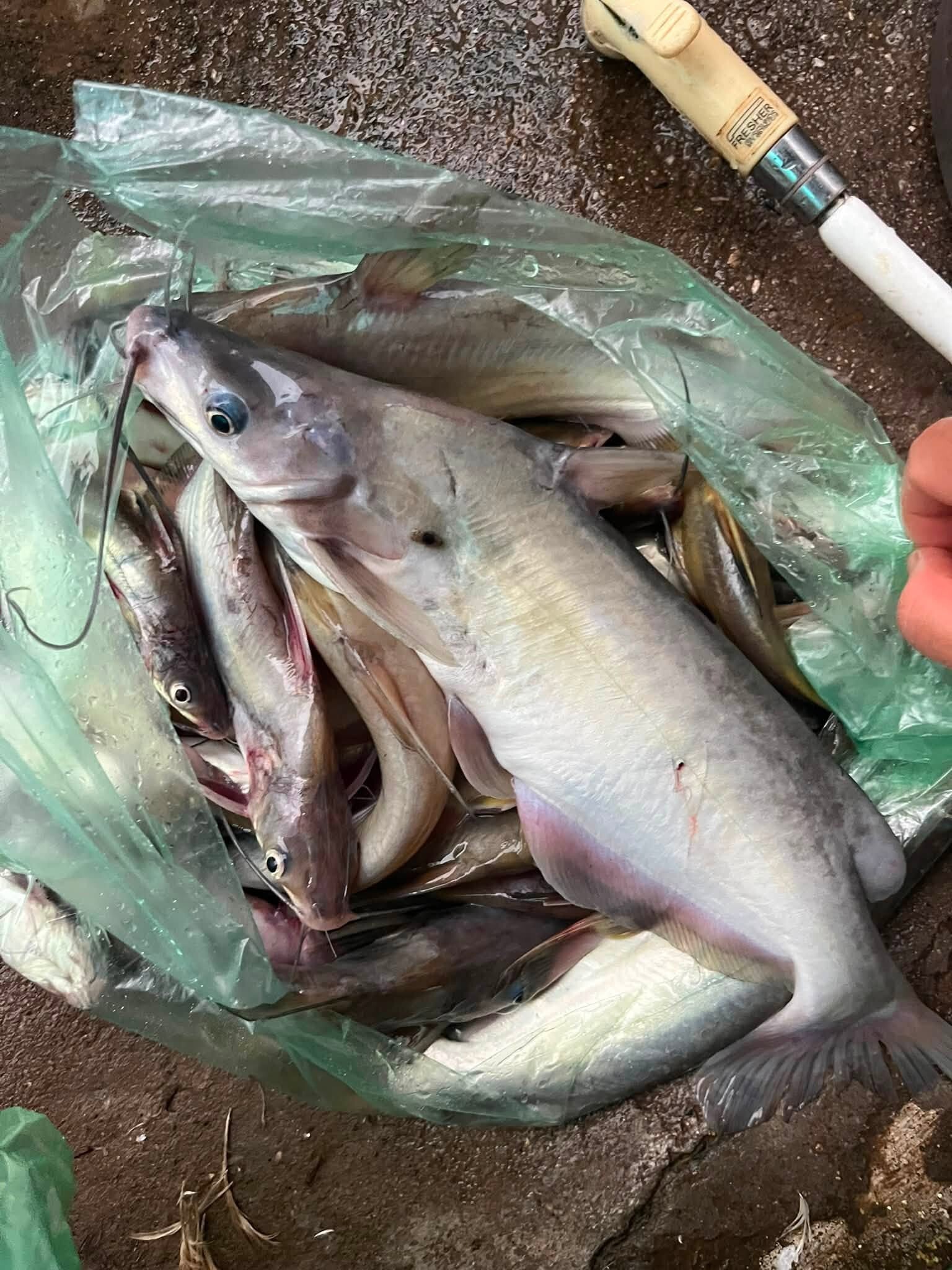 Sản vật trơn tuồn tuột 'hiếm có khó tìm' ở miền Bắc, om chuối hay nướng đều ngon - 2