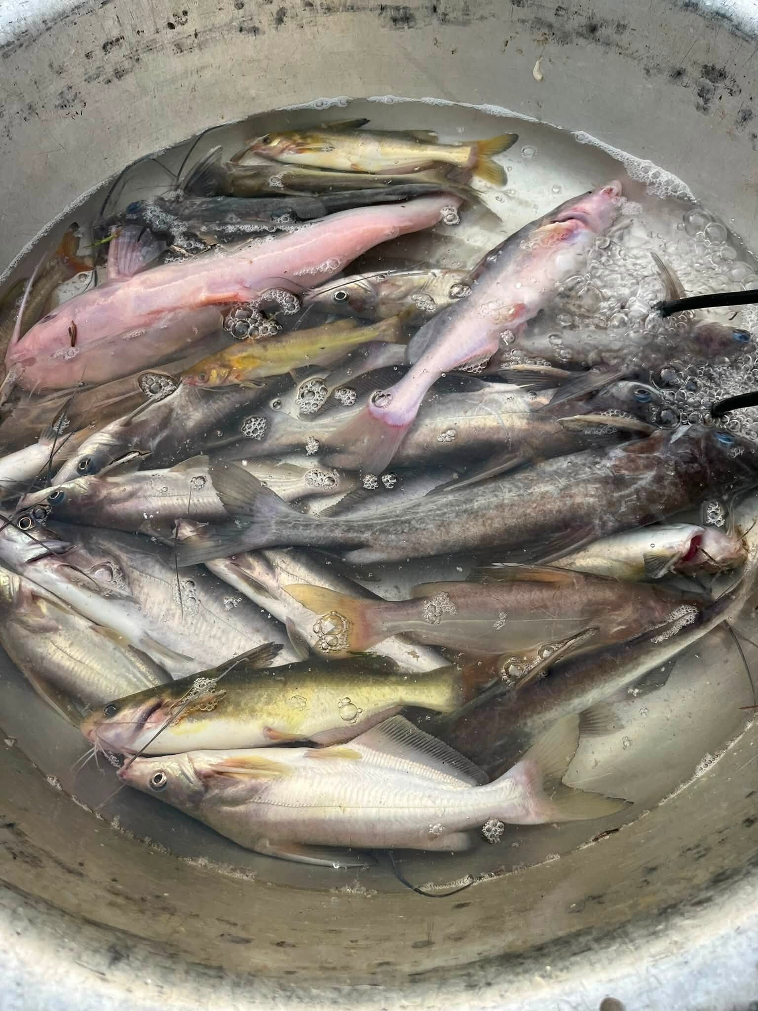 Sản vật trơn tuồn tuột 'hiếm có khó tìm' ở miền Bắc, om chuối hay nướng đều ngon - 1