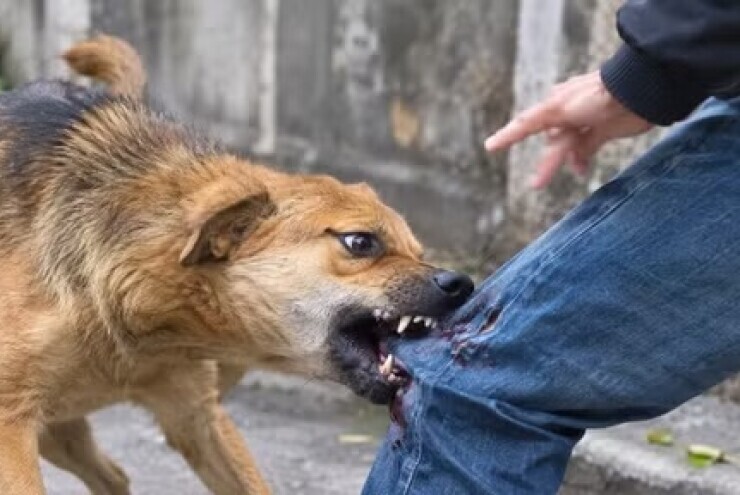 Chó dại cắn bốn người, Đắk Lắk khẩn cấp khoanh vùng ổ dịch