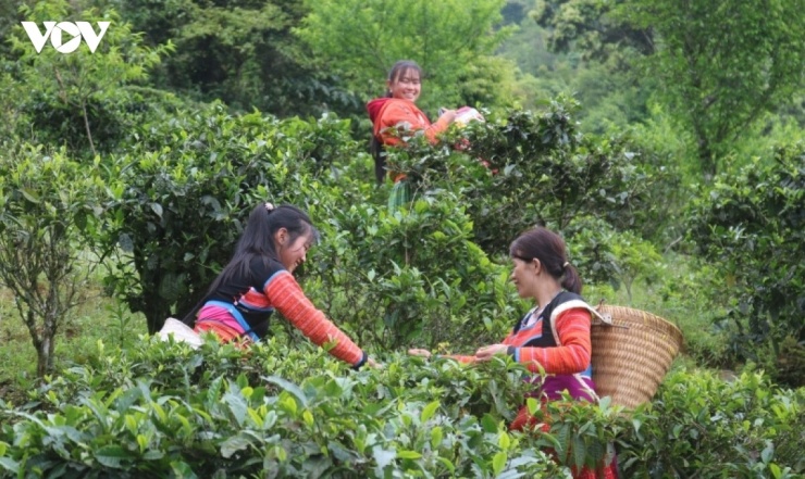 Tà Xùa với những cây chè Shan tuyết mang hương vị đặc trưng của núi rừng vùng cao.