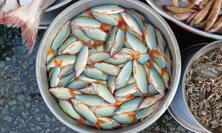 Cá heo nước ngọt bán tại chợ ở TP HCM. Ảnh: Thi Hà