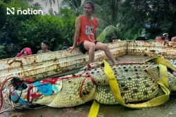 Thái Lan: Cá sấu khổng lồ nặng 400 kg được 'sơ tán' khỏi ngôi chùa ngập nước