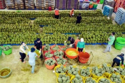 Sau vụ mùa tỷ USD, doanh chủ sầu riêng Đắk Lắk tích sản vào đâu?
