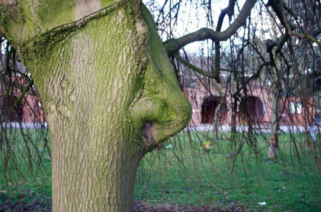 Thân cây biến dạng có hình chiếc mũi khổng lồ trong một nghĩa trang ở Hull, East Yorks, Anh.