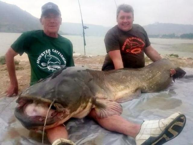 Kinh ngạc cá trê khổng lồ 90kg, dài hơn 2m ở Tây Ban Nha