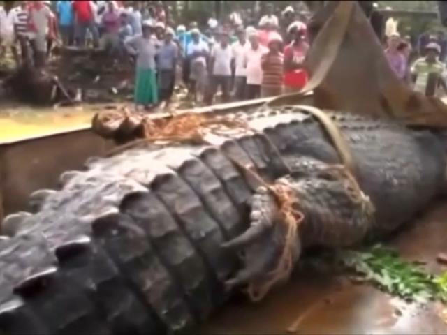 Phát hiện cá sấu quái vật nặng 1 tấn lẩn trốn trong kênh Sri Lanka