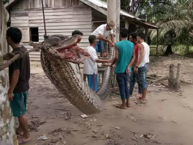 Indonesia: Người đàn ông tử chiến với trăn khổng lồ dài 7m