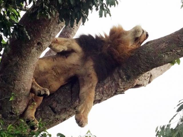 Sư tử trèo cây tài tình, nằm phè phỡn trên cao vì… sợ côn trùng