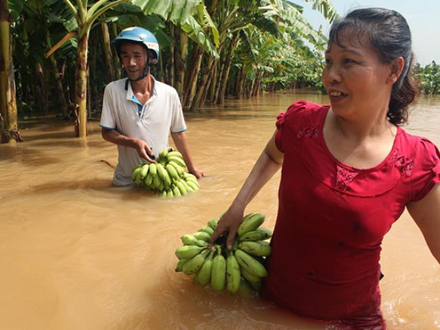 Nước sông dâng cao, bãi giữa sông Hồng như miền Tây mùa nước lũ