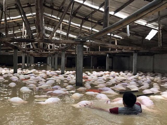 Xót xa nhìn ngàn con lợn chết trắng chuồng trong mưa lụt