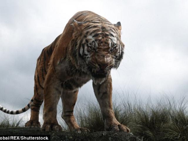 Truy lùng hổ cái giết 4 người vì thích ”mùi vị thịt người” ở Ấn Độ