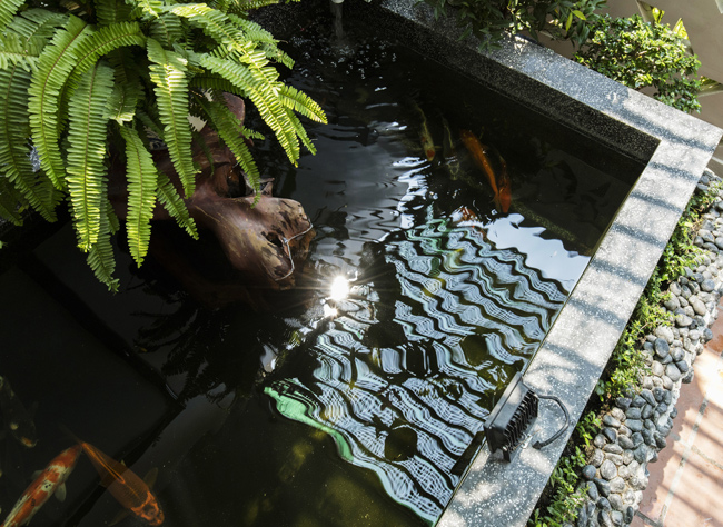 Bể cá Koi.